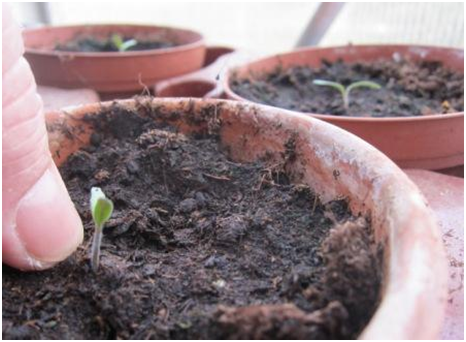 Heimische Apfelsorten Heimische Apfelsorten